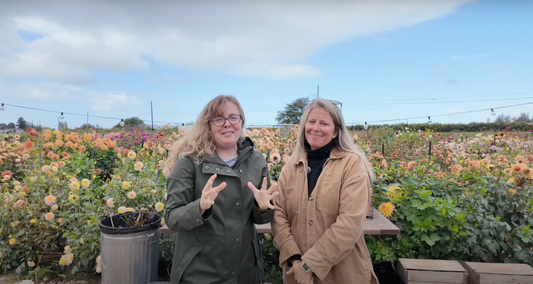 Interview with Hello Garden