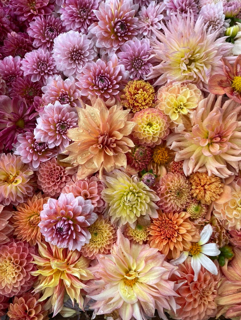 Dahlia Seeds