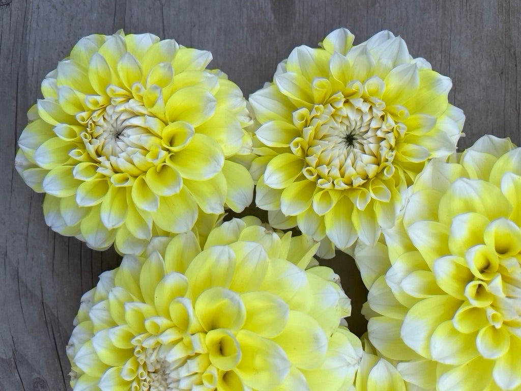 Korb Yellow Highlight