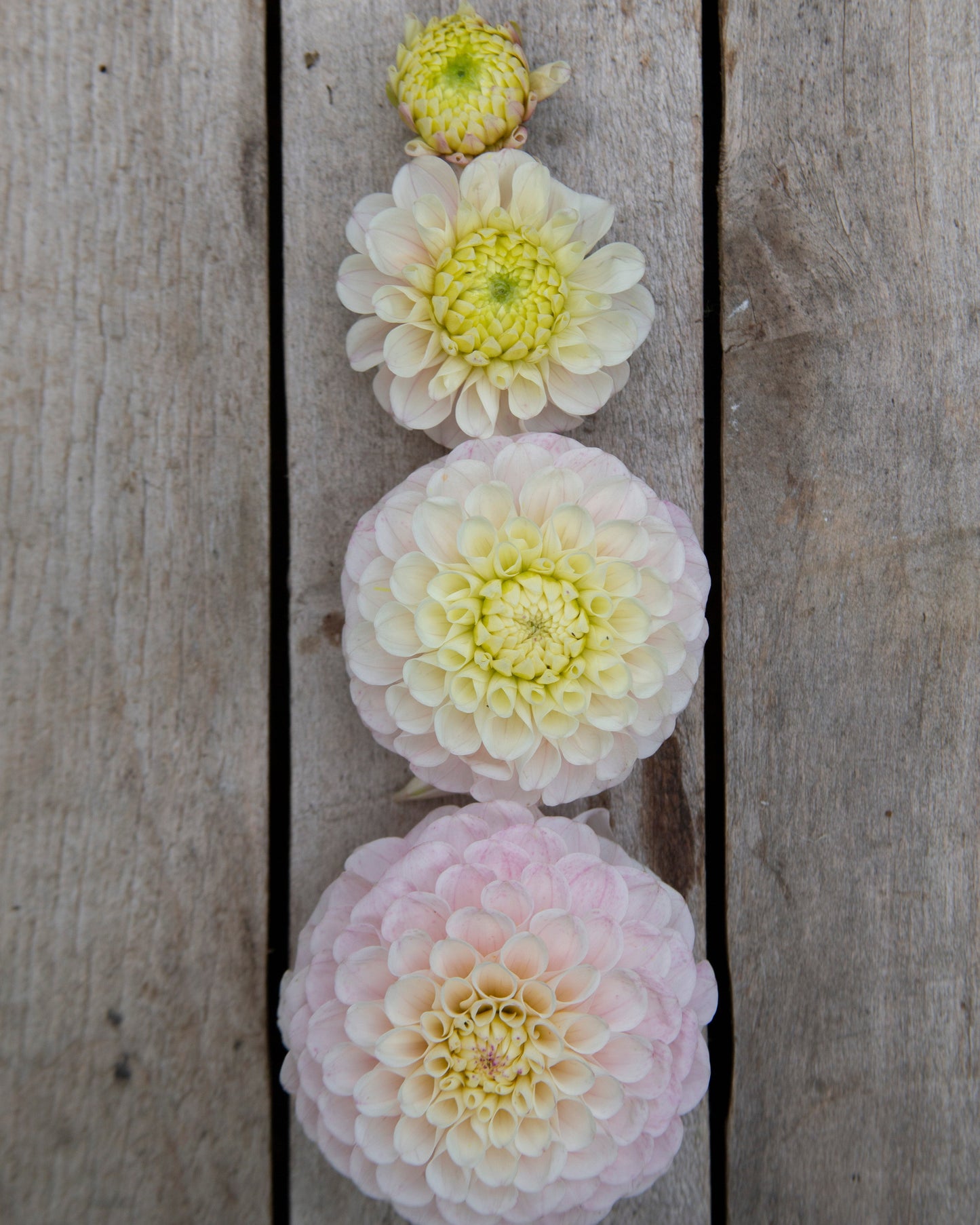 Four flowers of varying sizes arranged on a wooden surface
