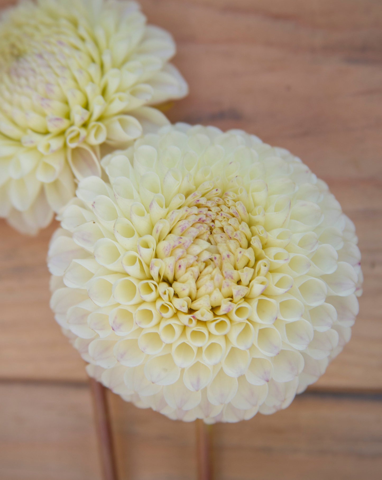 Two light yellow flowers on sticks against a wooden background