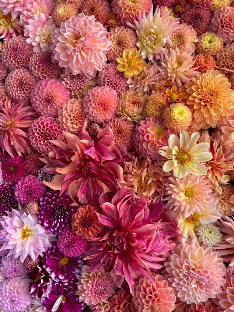 Dahlia Seeds