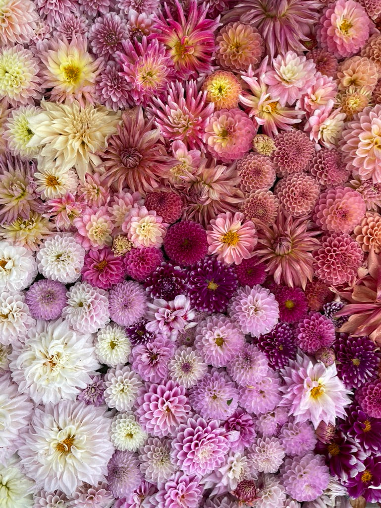 Dahlia Seeds
