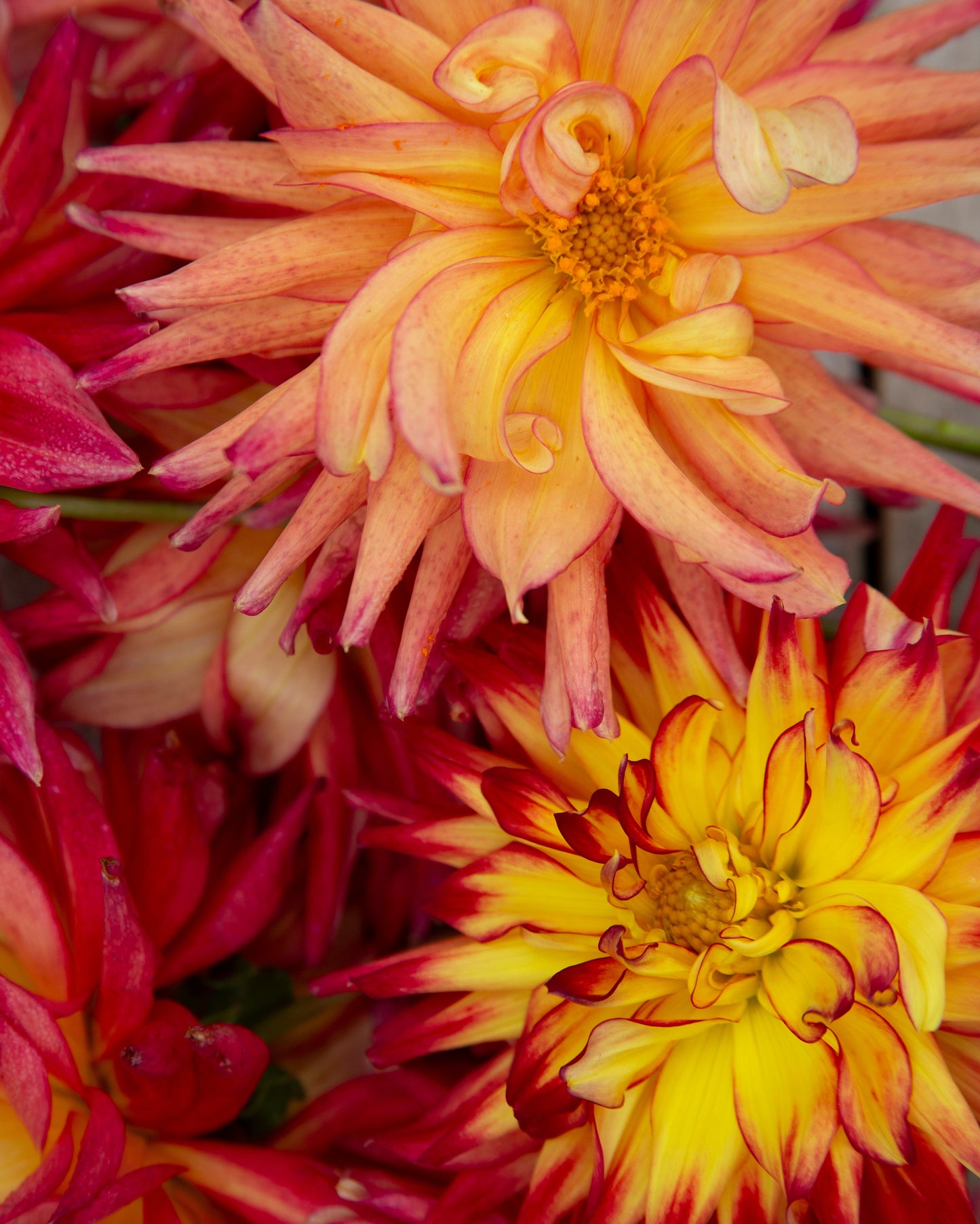Close-up of vibrant red, yellow, and pink flowers with a blurred background