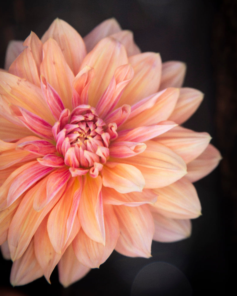 Close-up of a pink and peach-colored dahlia flower with a dark background