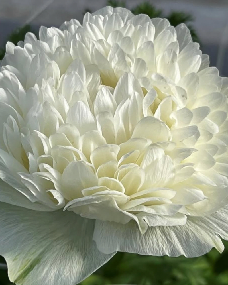 Anemone Levante Bianco