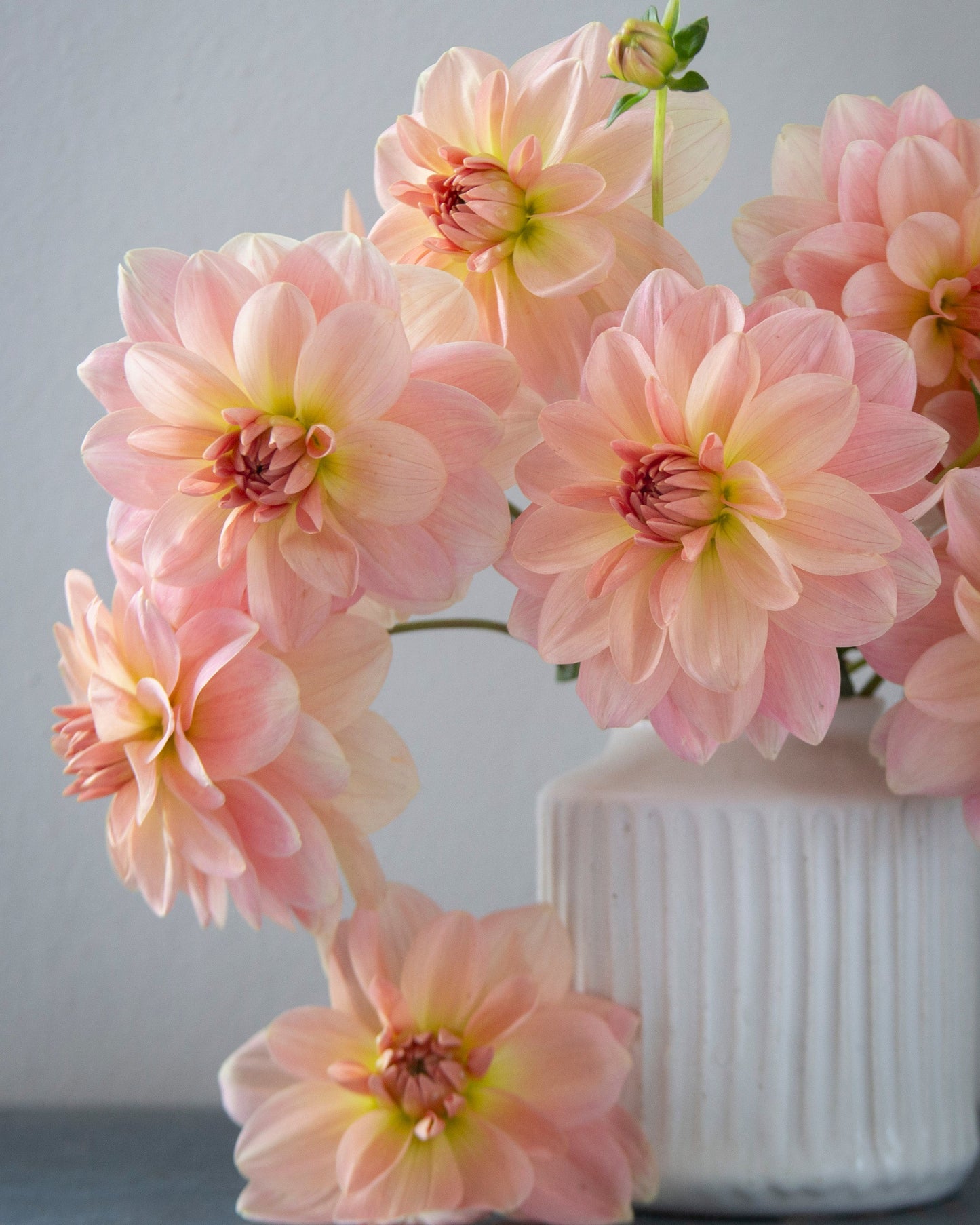 Pink flowers in a white vase against a gray background