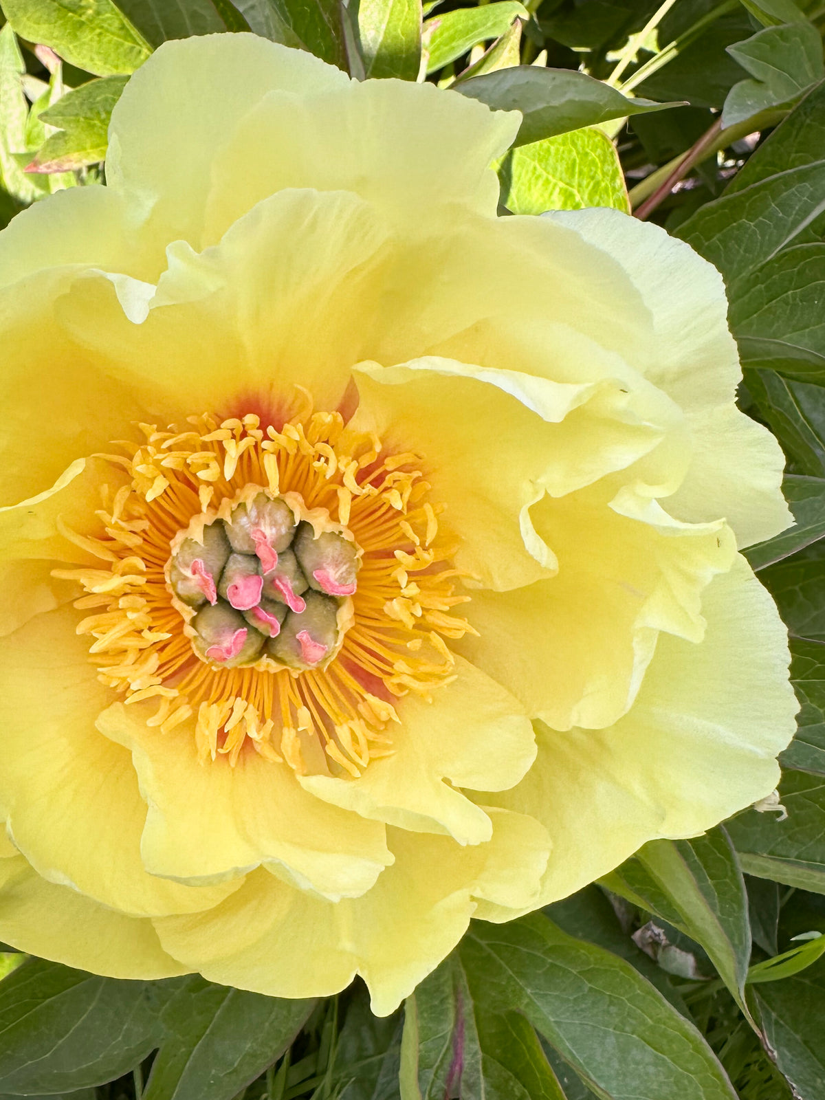 A close-up of a pale yellow Bartzella peony flower in full bloom, surrounded by green leaves. The flower has layered ruffled petals in soft yellow and a bright yellow-orange center with small pink buds.