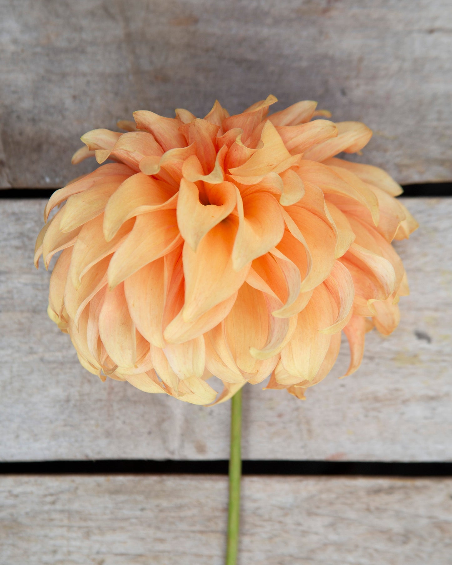 Orange flower on a wooden surface