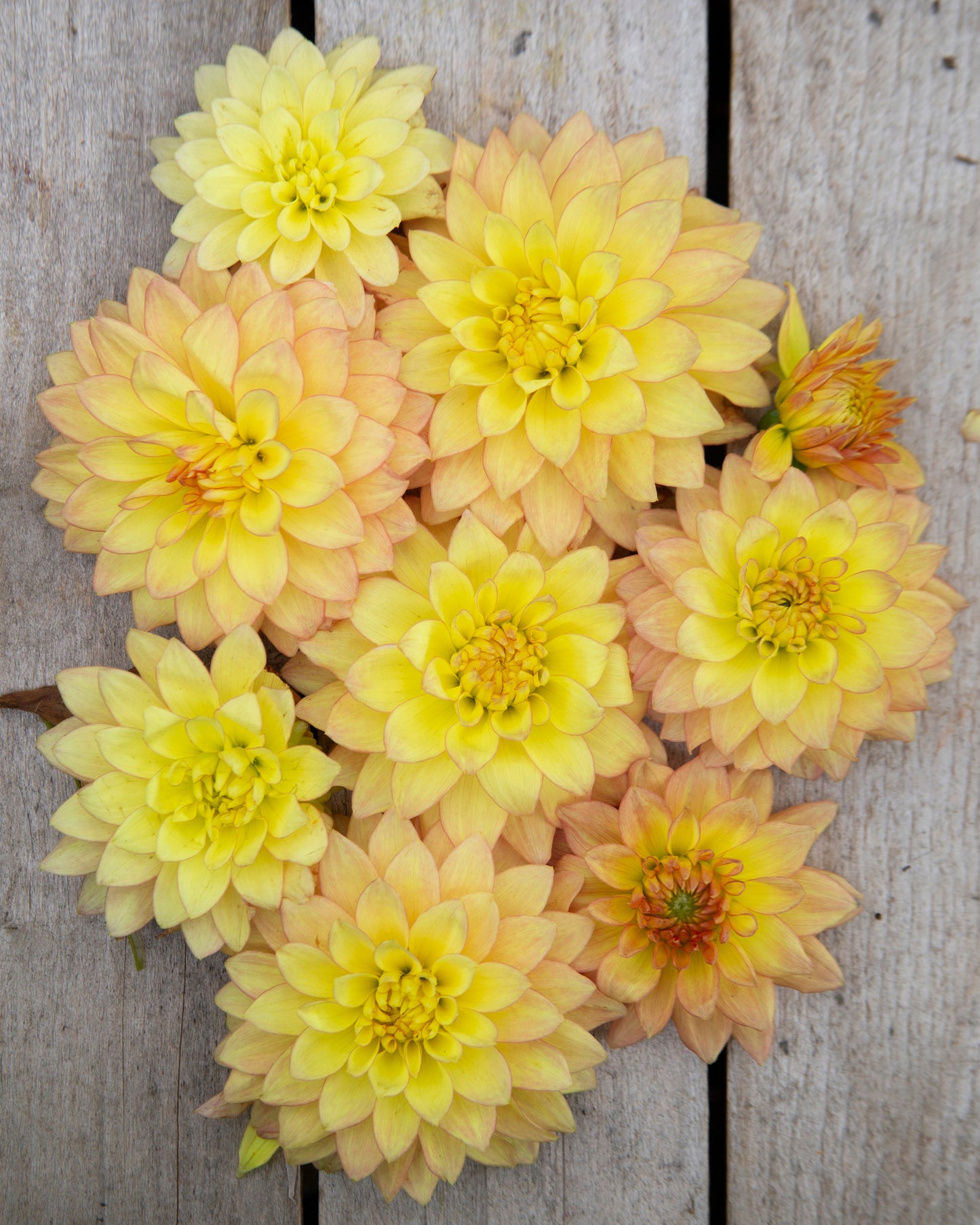 Yellow flowers arranged on a wooden surface