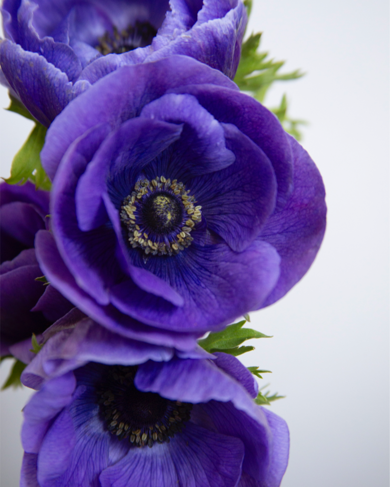 Anemone Blu