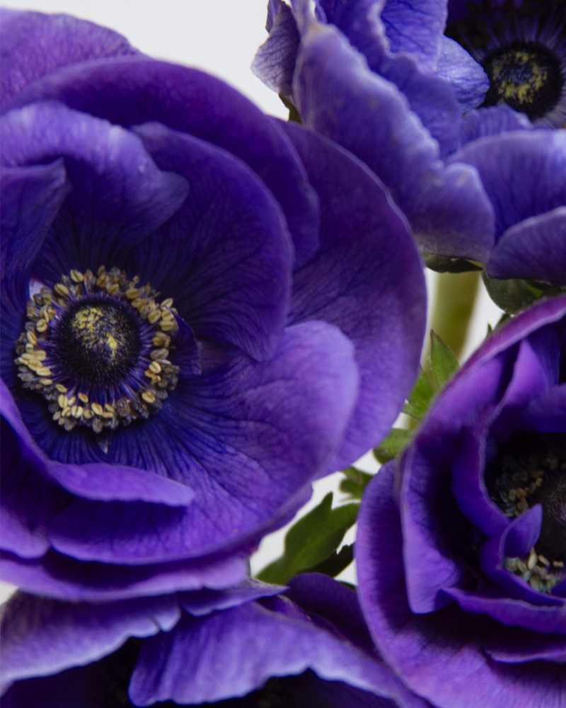 Anemone Blu