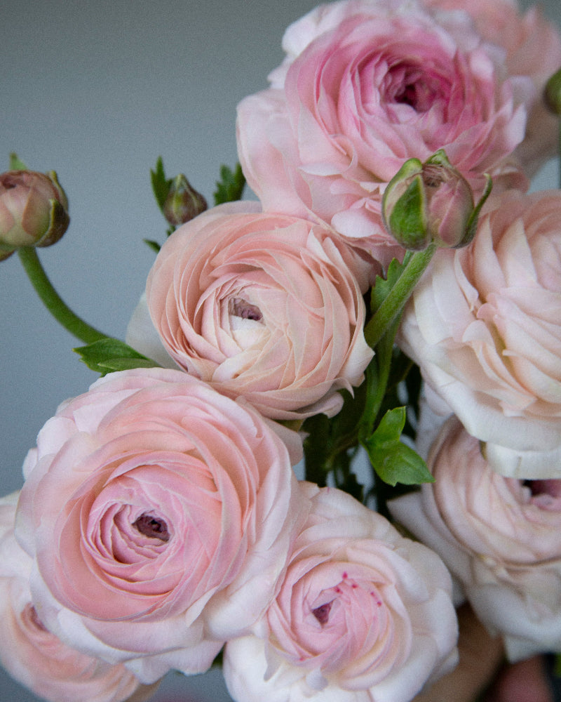 Close-up of blush pink ranunculus with a soft focus background