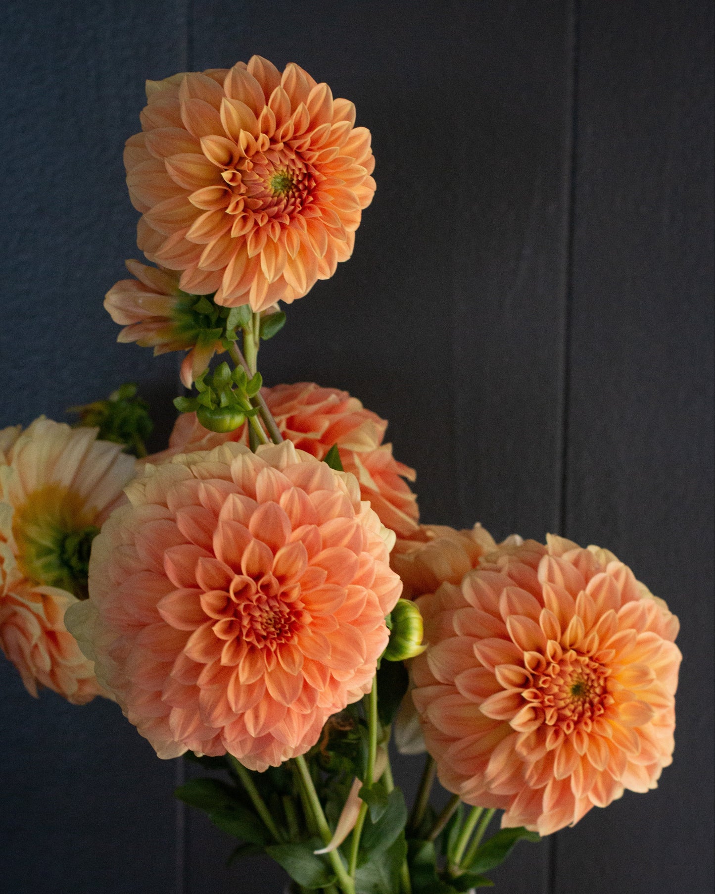 Bouquet of peach-colored flowers in a white vase against a dark background