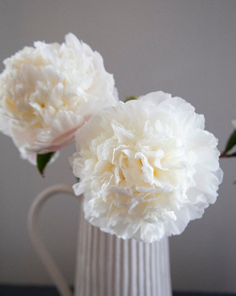 Two white peony flowers in a white vase against a plain background