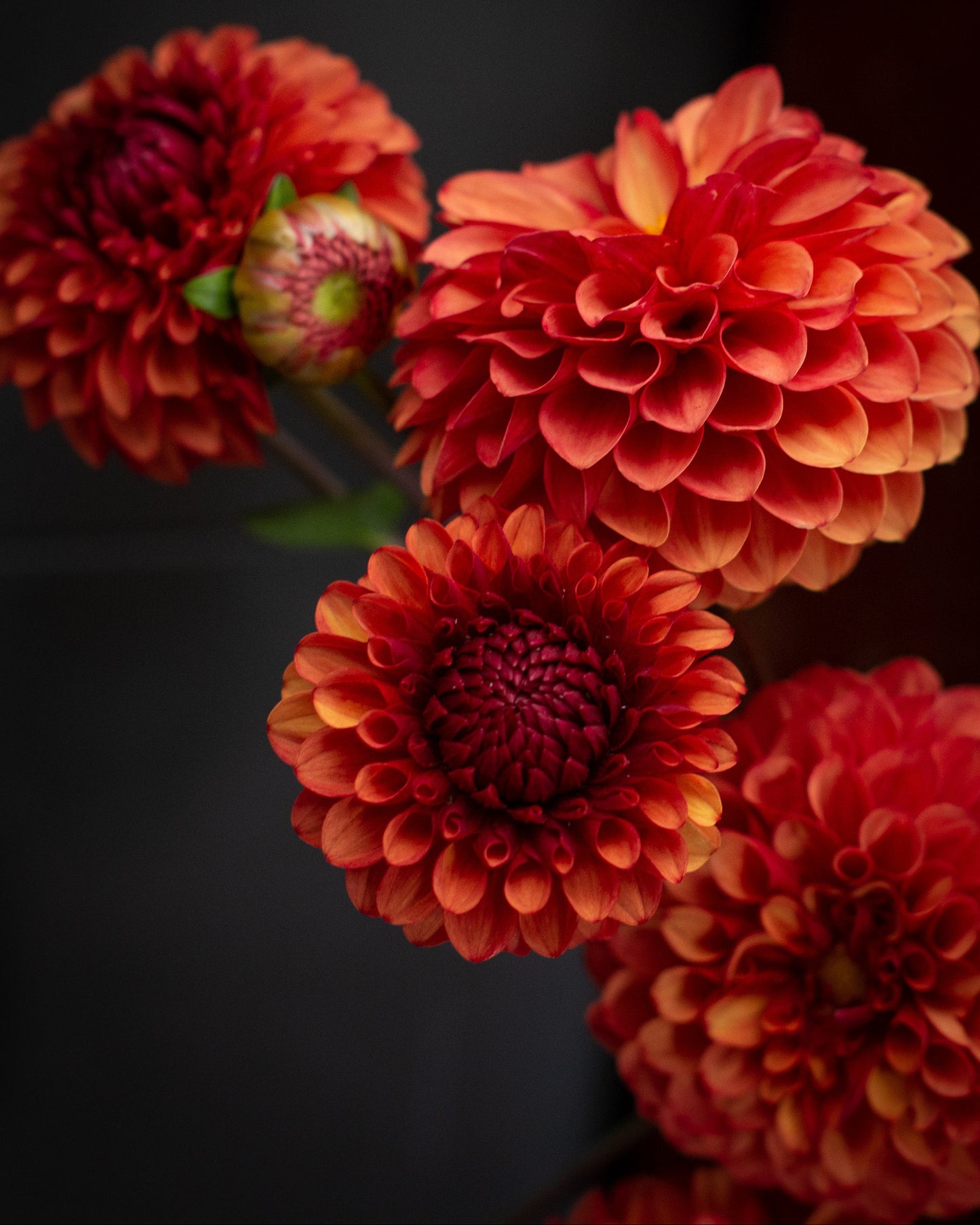 Close-up of vibrant red and orange flowers against a dark background