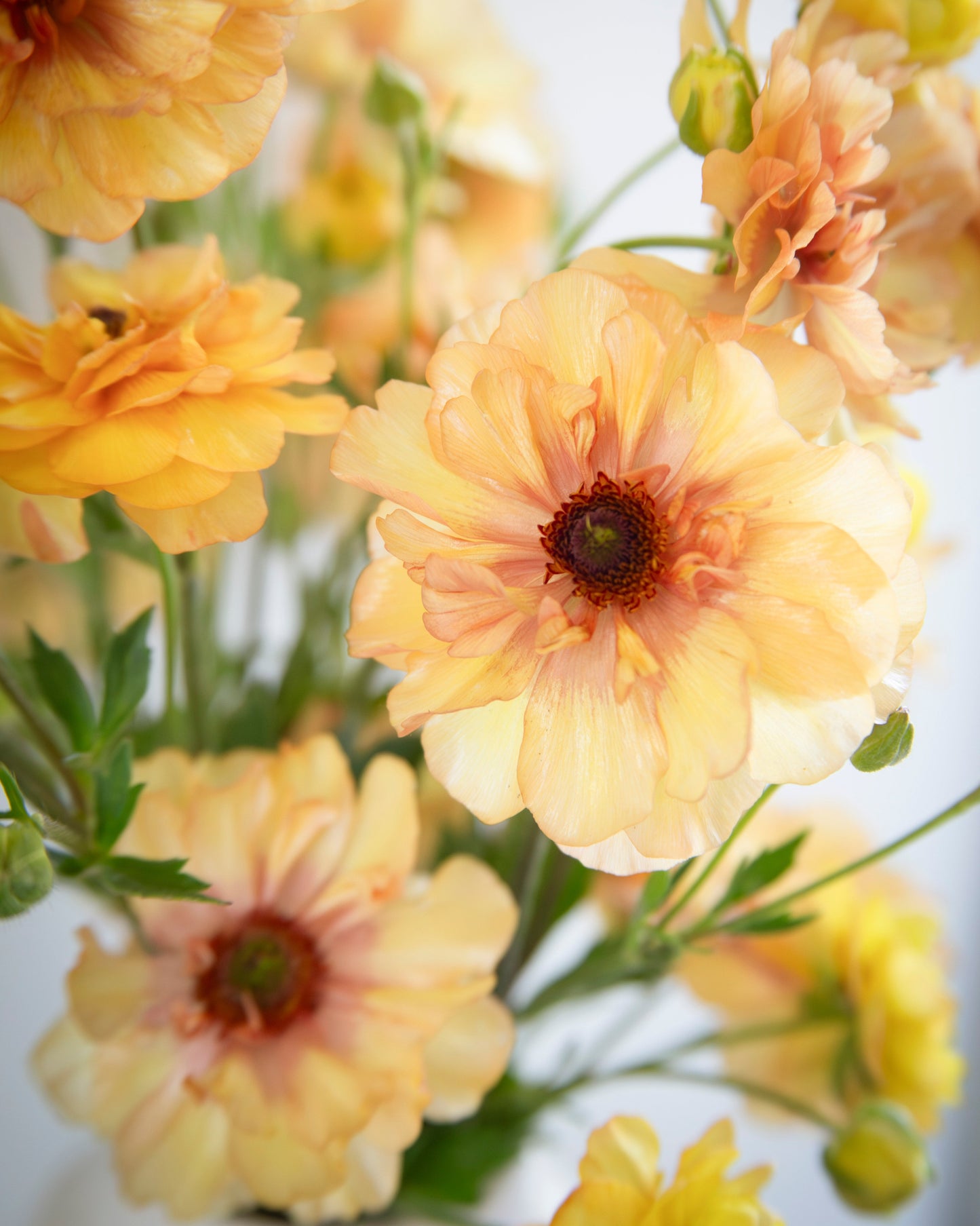 Close-up of yellow and peach-colored flowers with a blurred white background