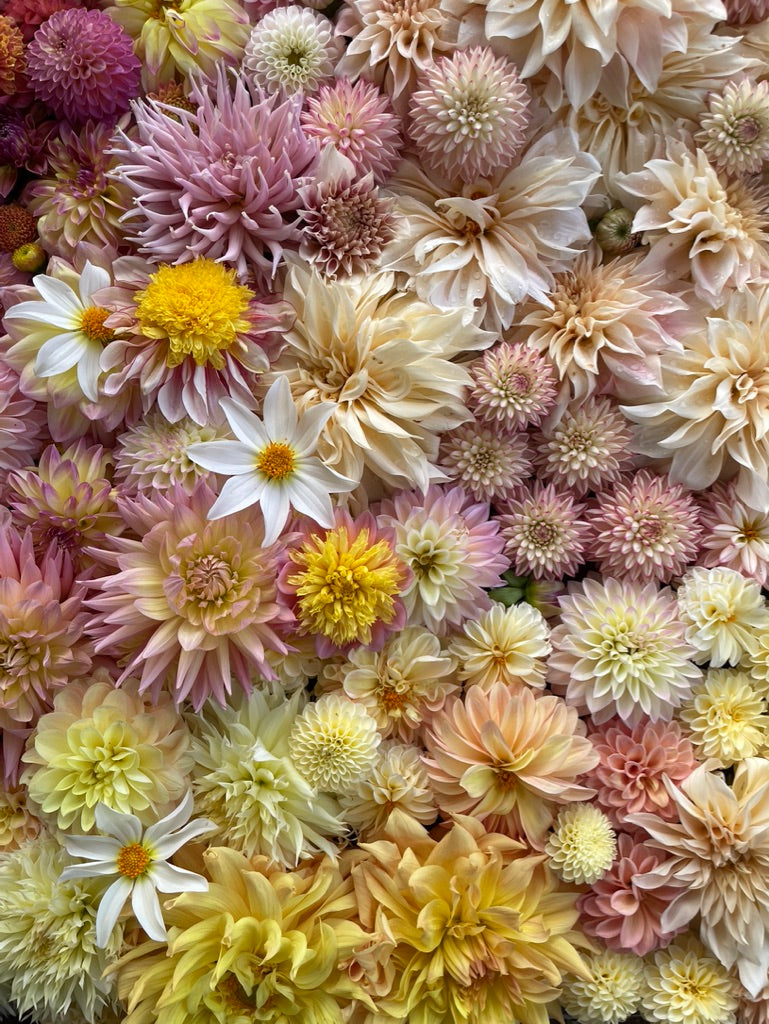 Dahlia Seeds