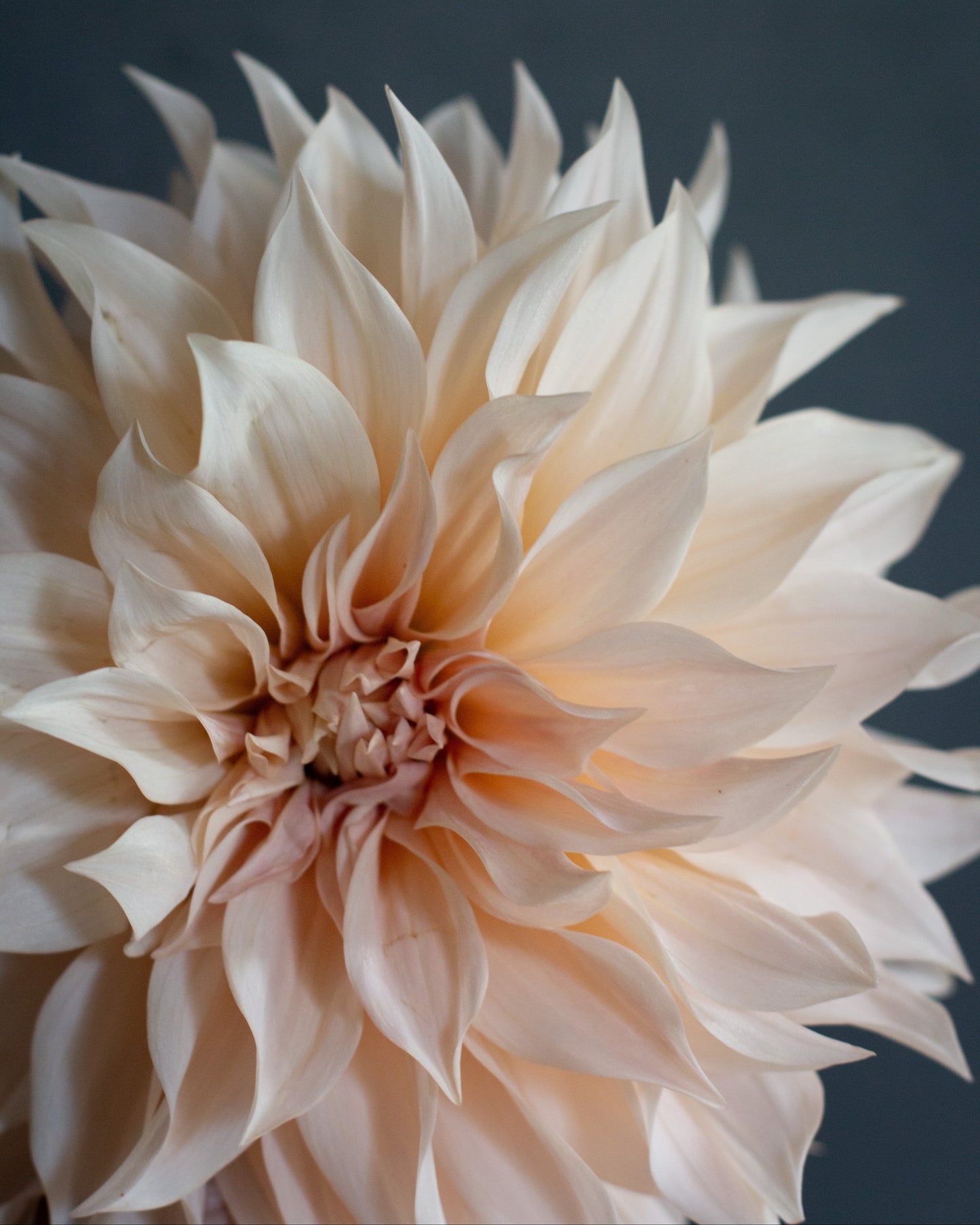 Close-up of a beige dahlia flower against a dark background