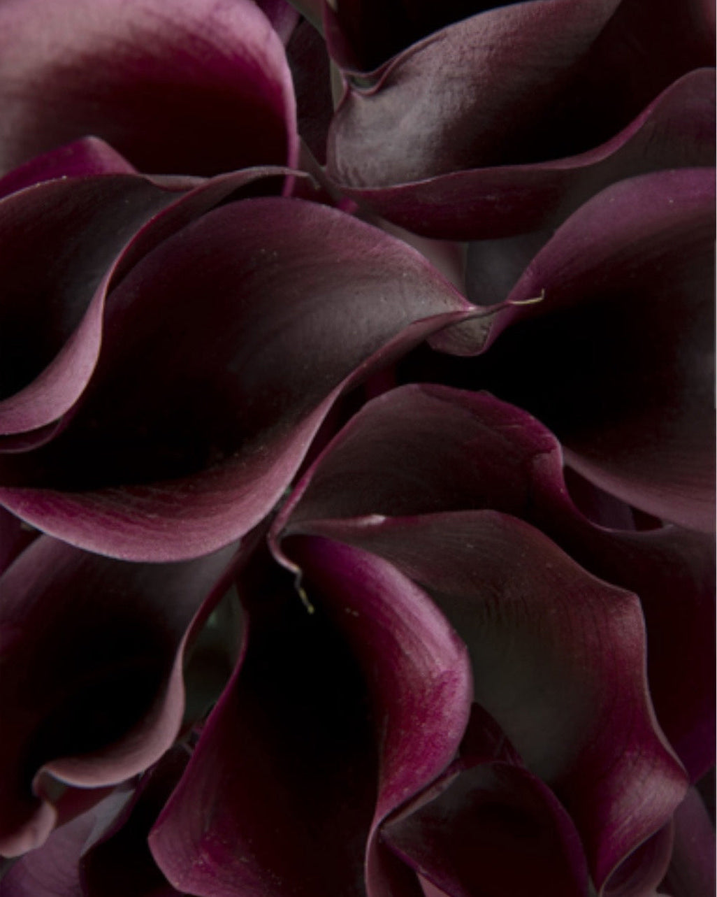 Close-up of dark purple calla lily petals
