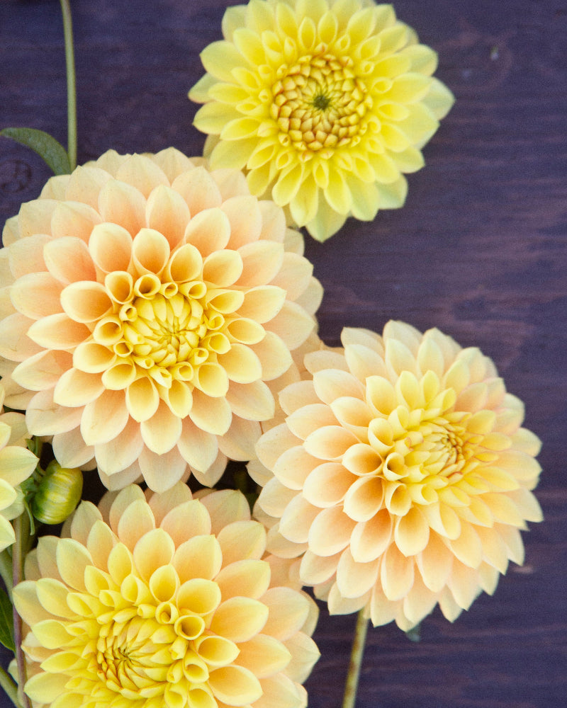 Clearview Crackerjack