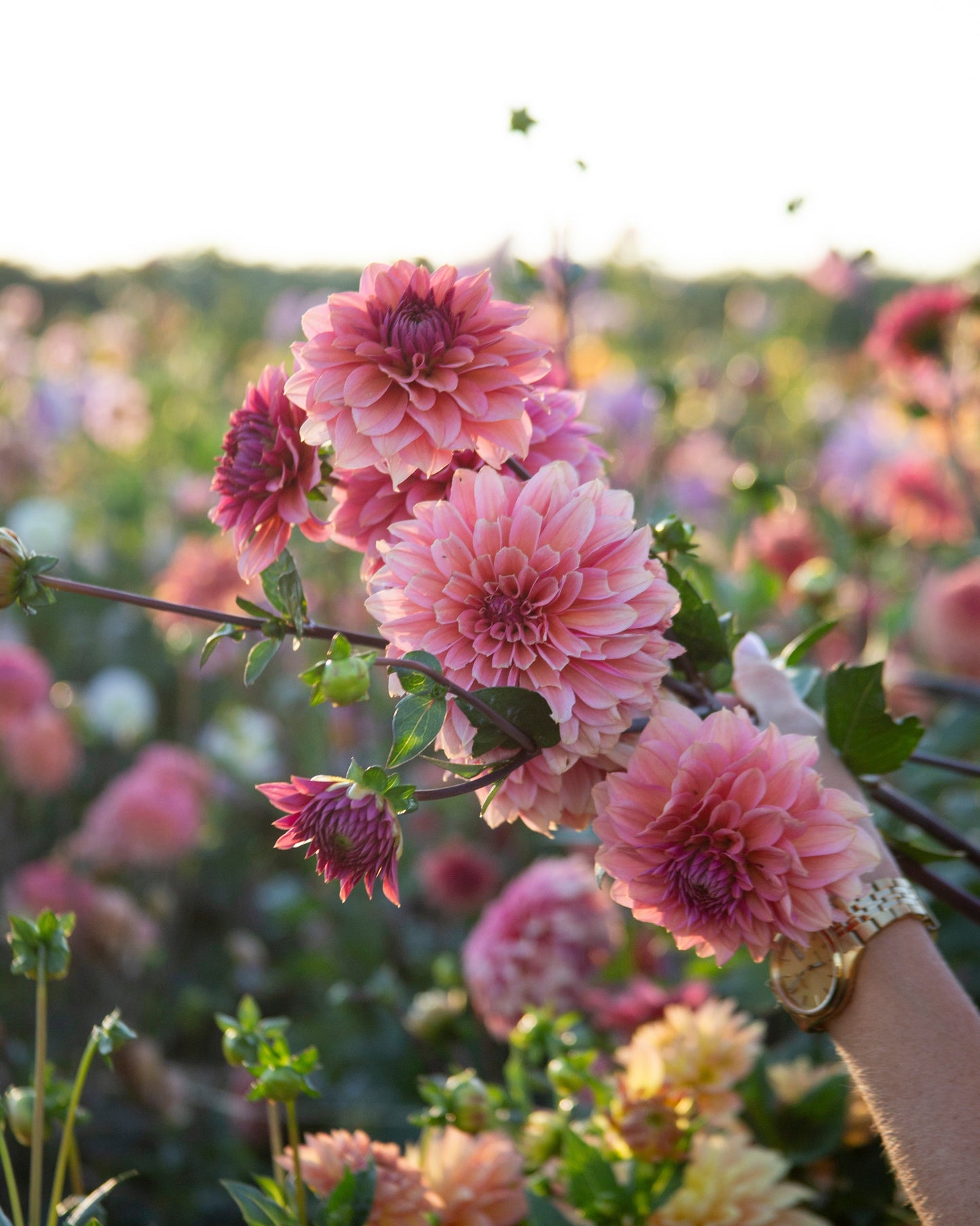 Flower Field Day: SUNDAY 1PM or 3:30PM