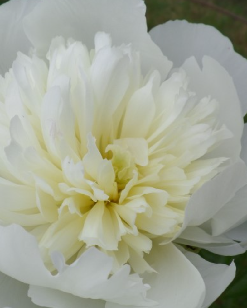 Close-up of a white peony flower with a soft focus background