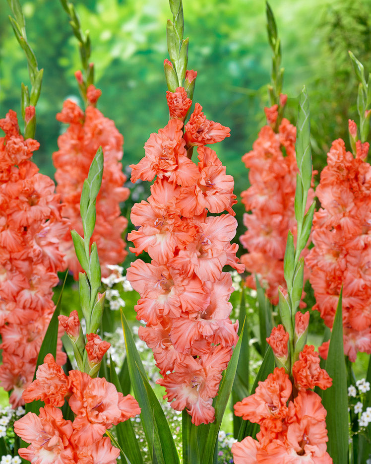 Gladiolus Ted's Frizzle