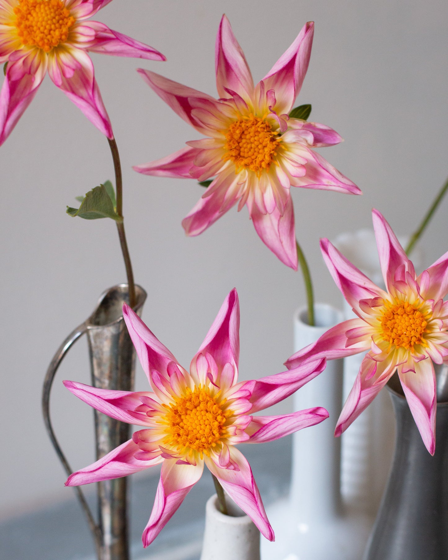 Pink flowers with yellow centers in white vases on a neutral background