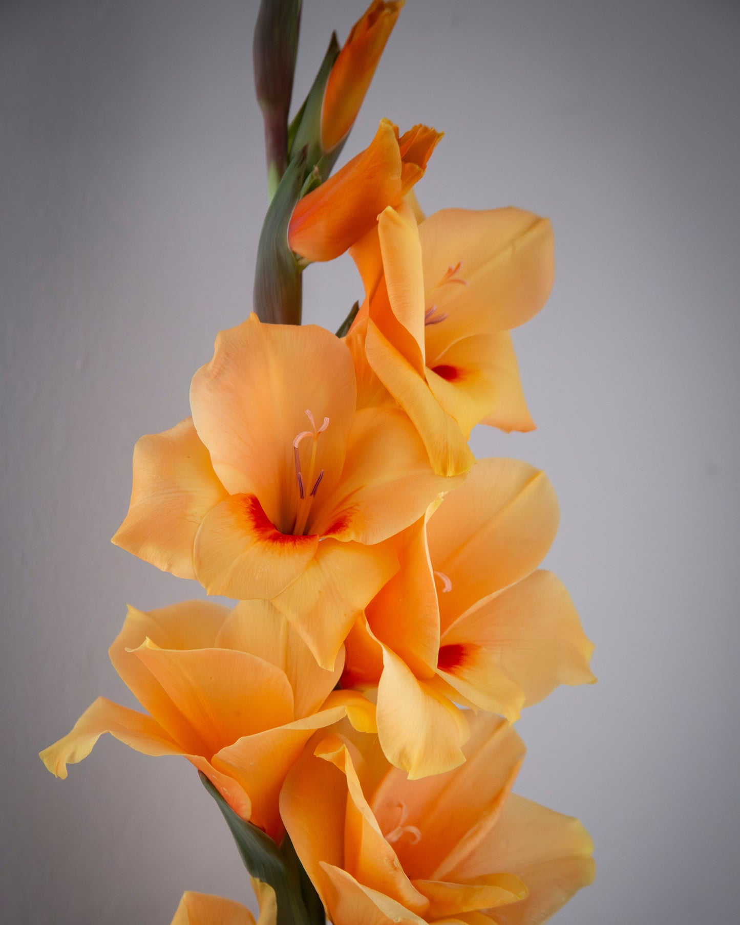A close-up of a gladiolus flower stem with multiple peach-orange blooms against a soft gray background.