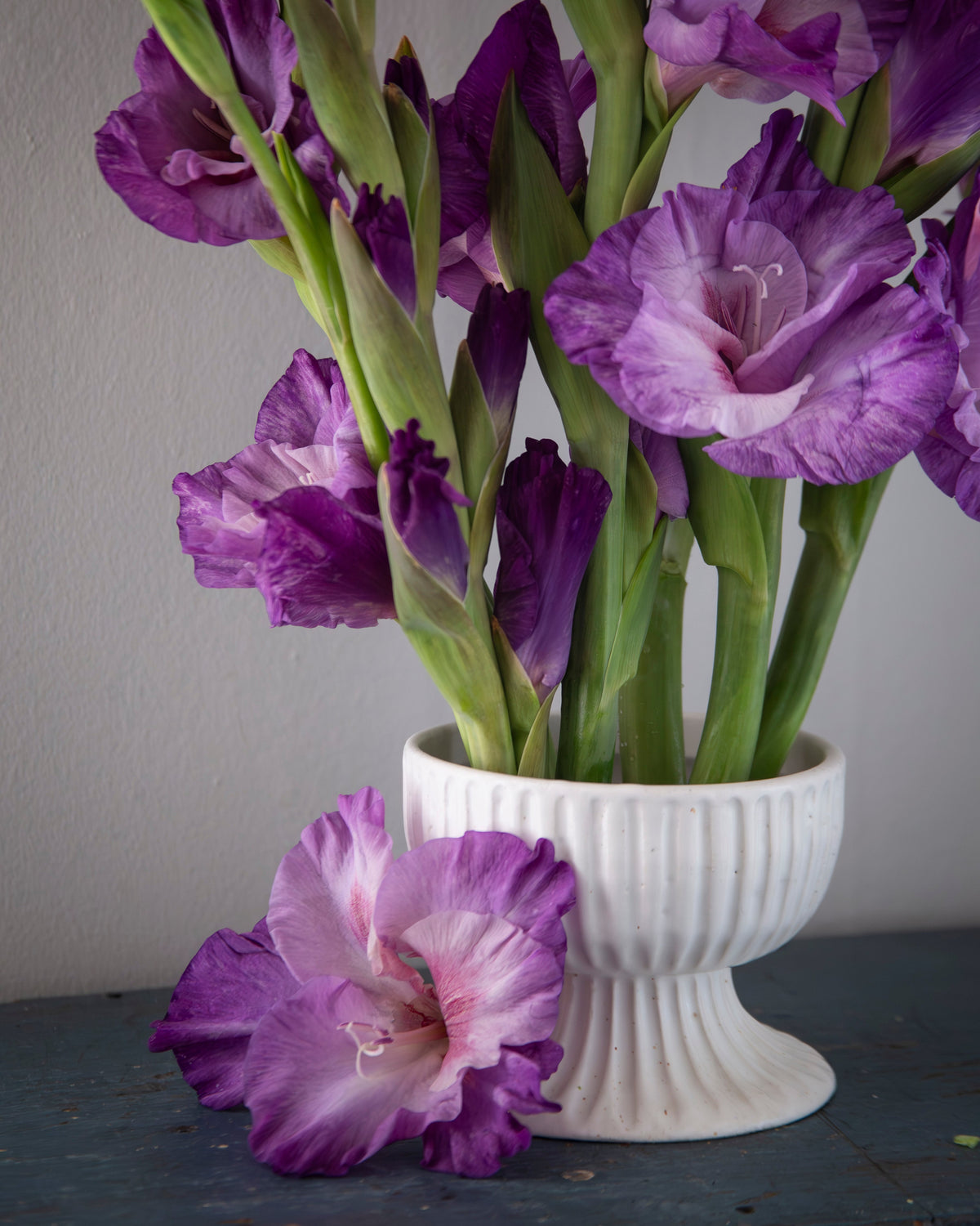 Purple and pink gladiolus flowers arranged in a white ribbed pedestal vase, with one flower lying on a dark tabletop against a plain wall.