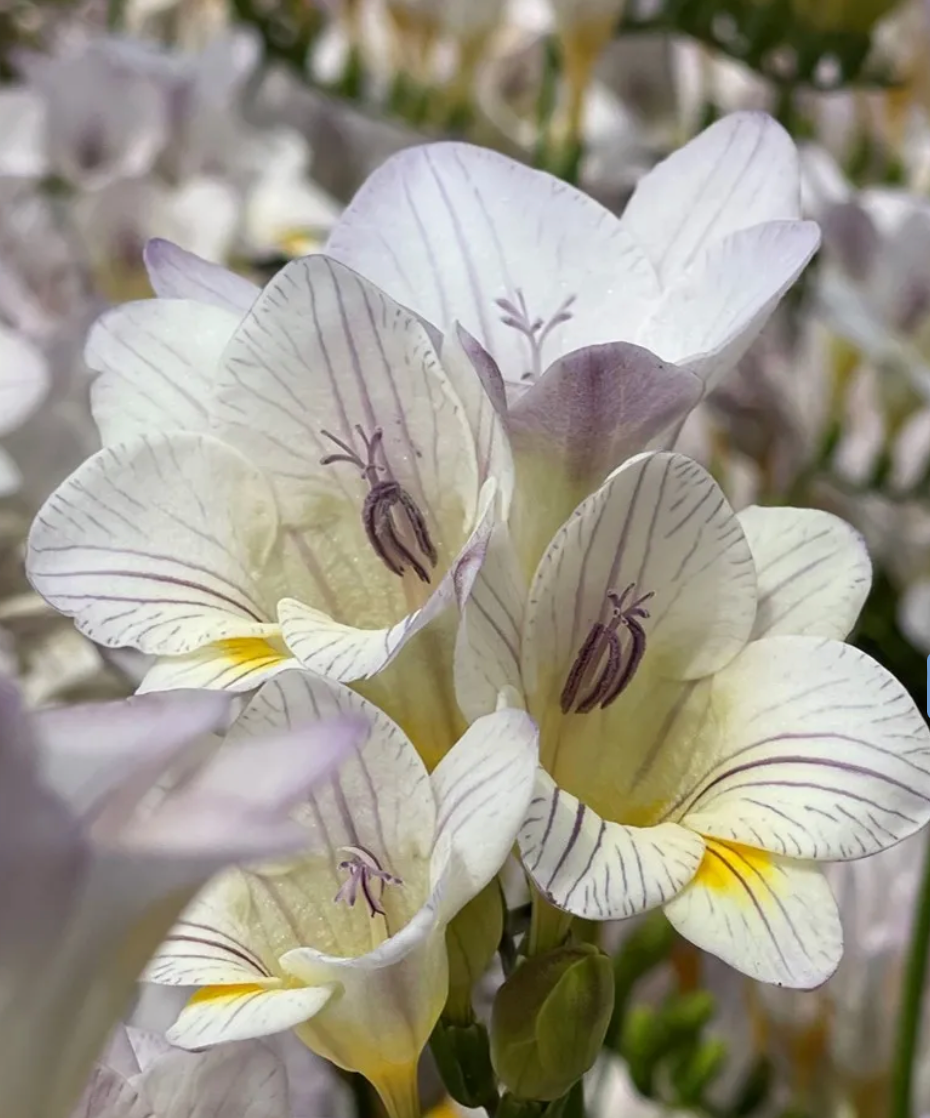Freesia Lavender Steel