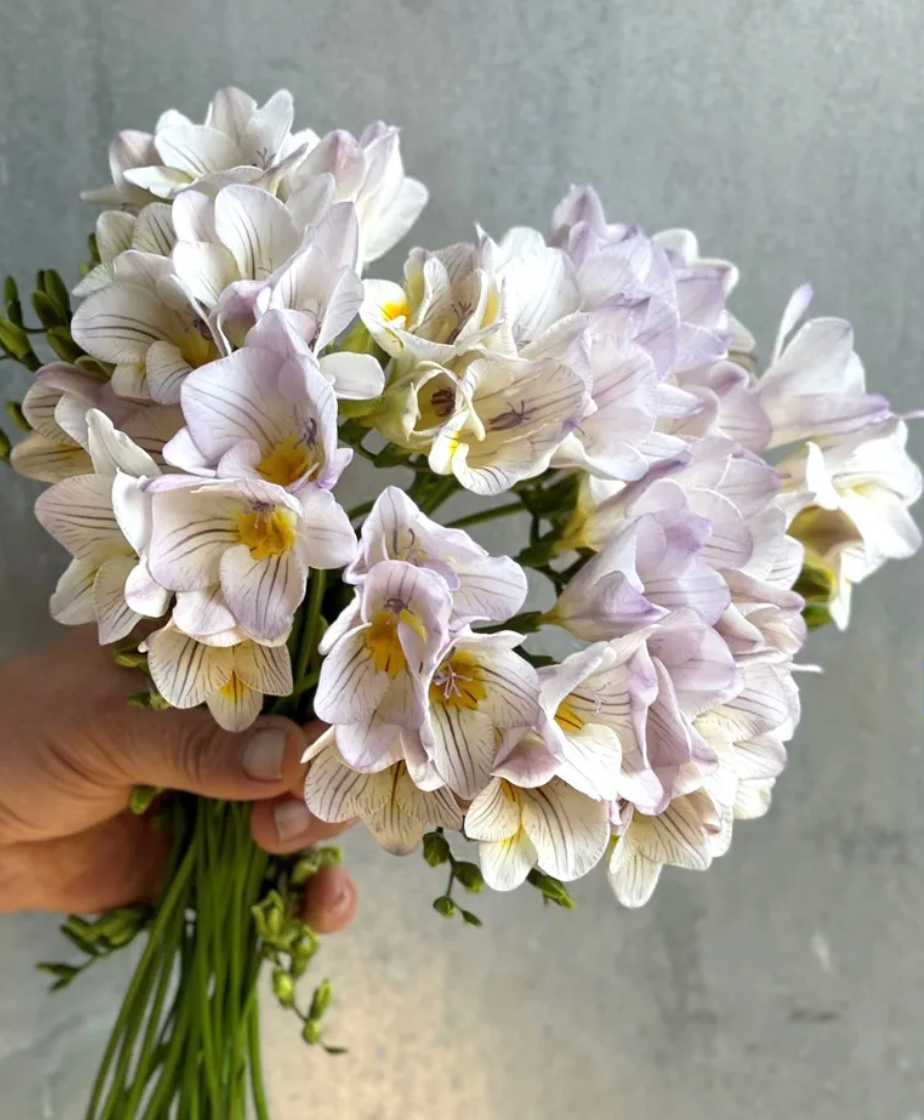 Freesia Lavender Steel