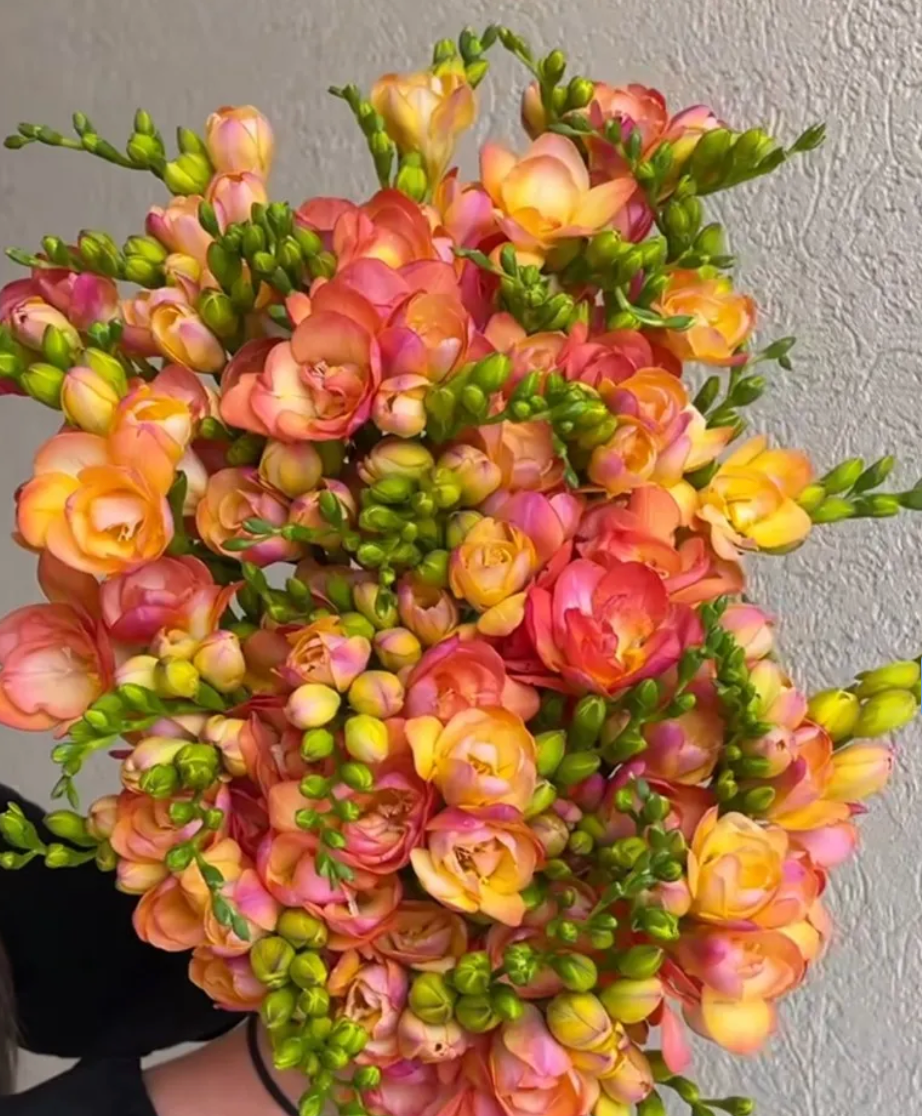Freesia Peachy Queen