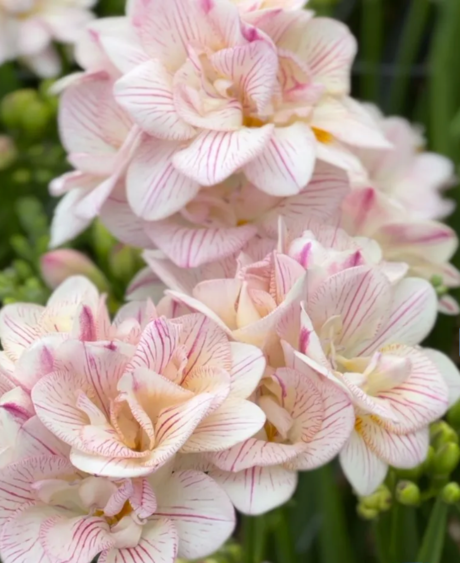 Freesia Strawberry Swirl