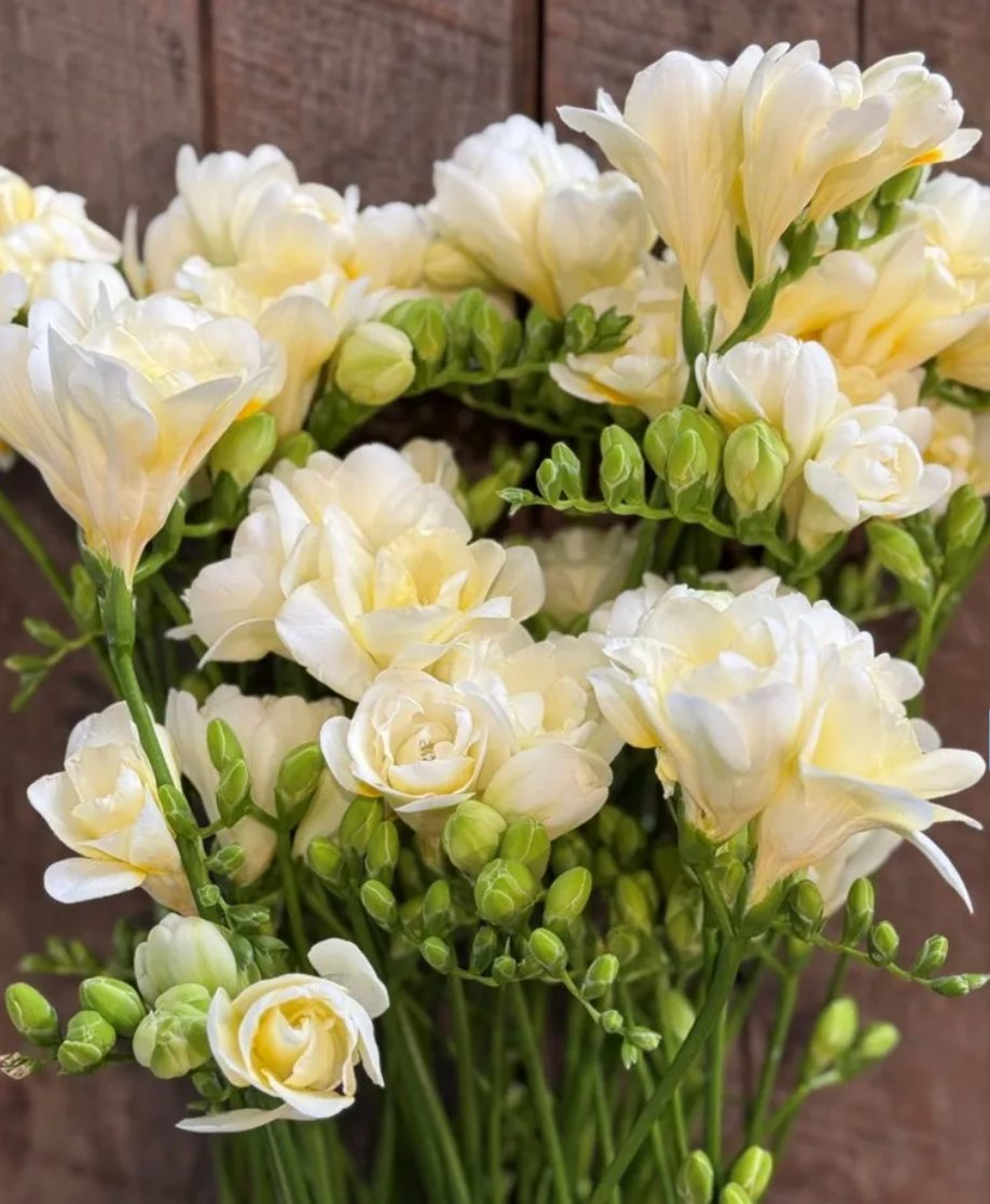 Freesia Volante