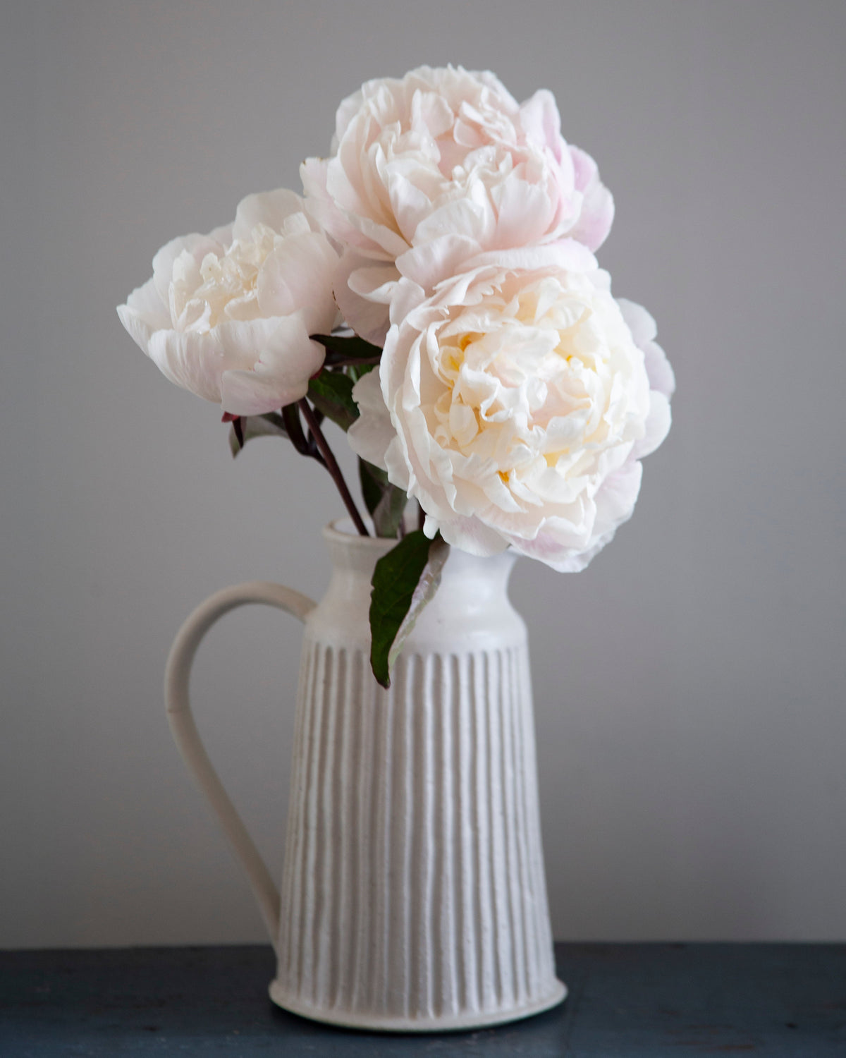 Three pale blush and white Gardenia peony flowers with green leaves arranged in a ribbed white ceramic pitcher vase against a neutral gray background.
