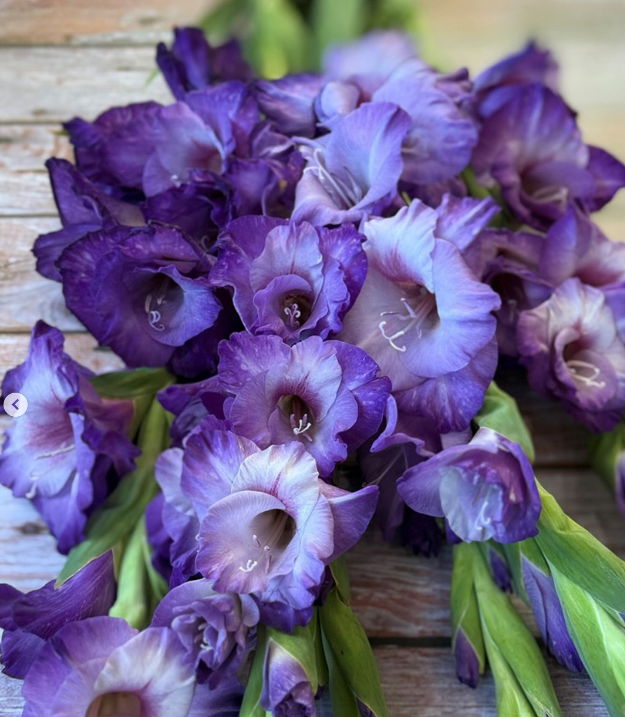 Gladiolus Flevo Nautica
