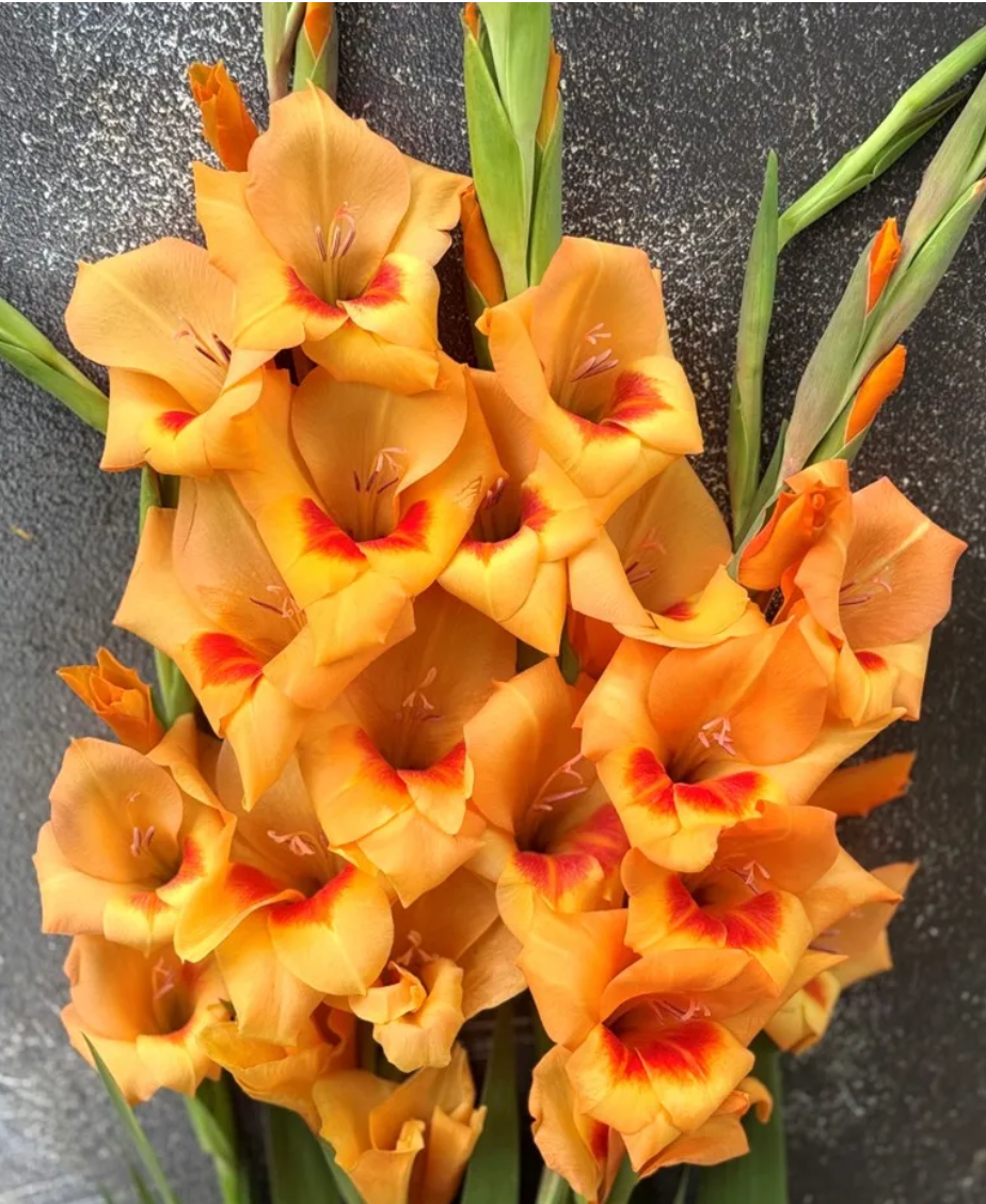 Gladiolus Flevo Beach