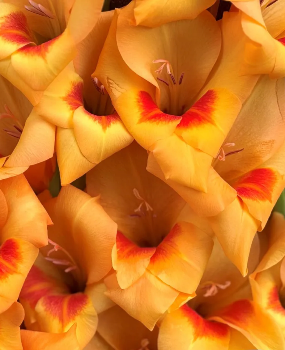 Gladiolus Flevo Beach