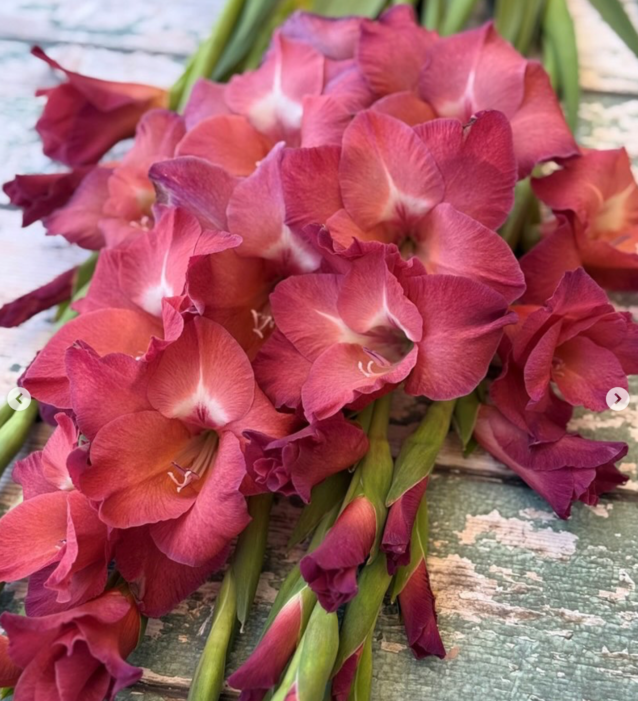 Gladiolus Indian Summert
