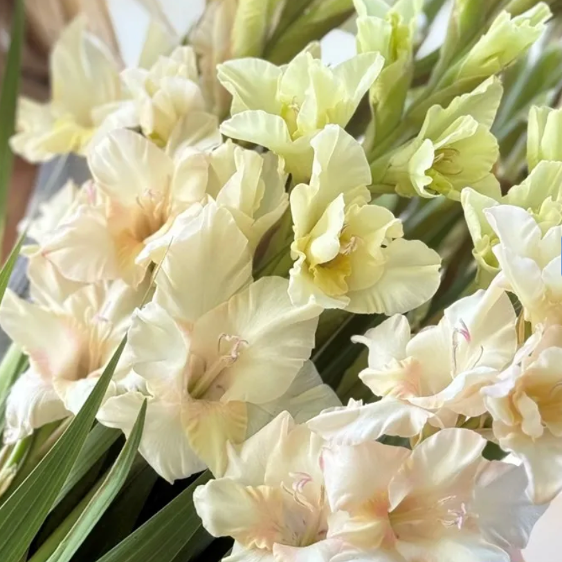 Gladiolus Jean Harlow