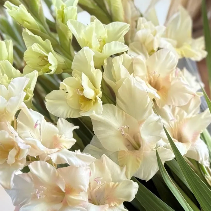 Gladiolus Jean Harlow