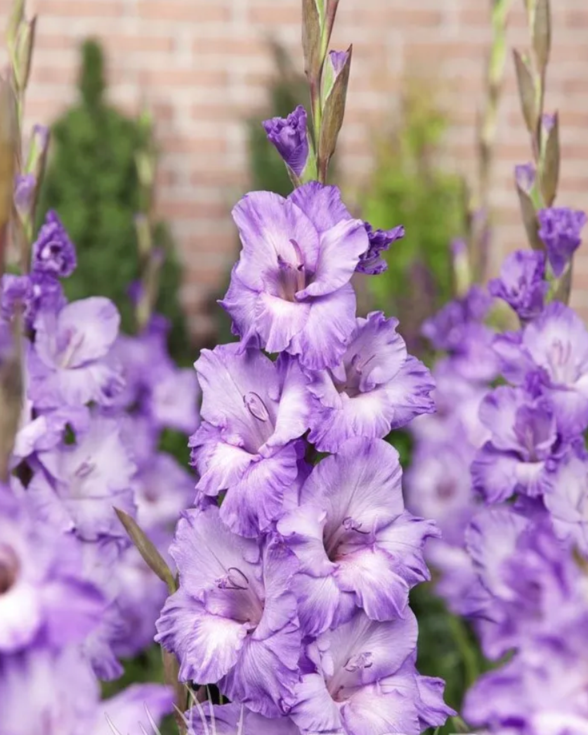 Gladiolus Milka
