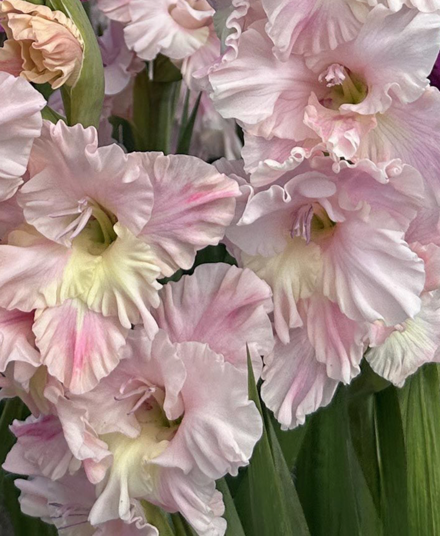 Gladiolus Pink Lightning