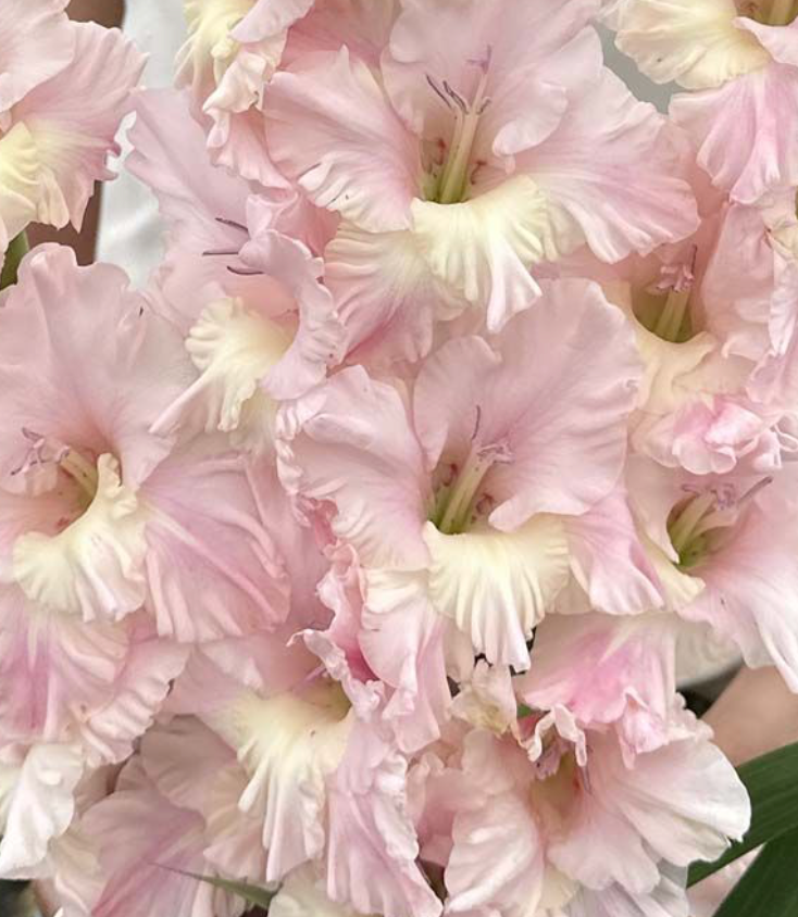 Gladiolus Pink Lightning
