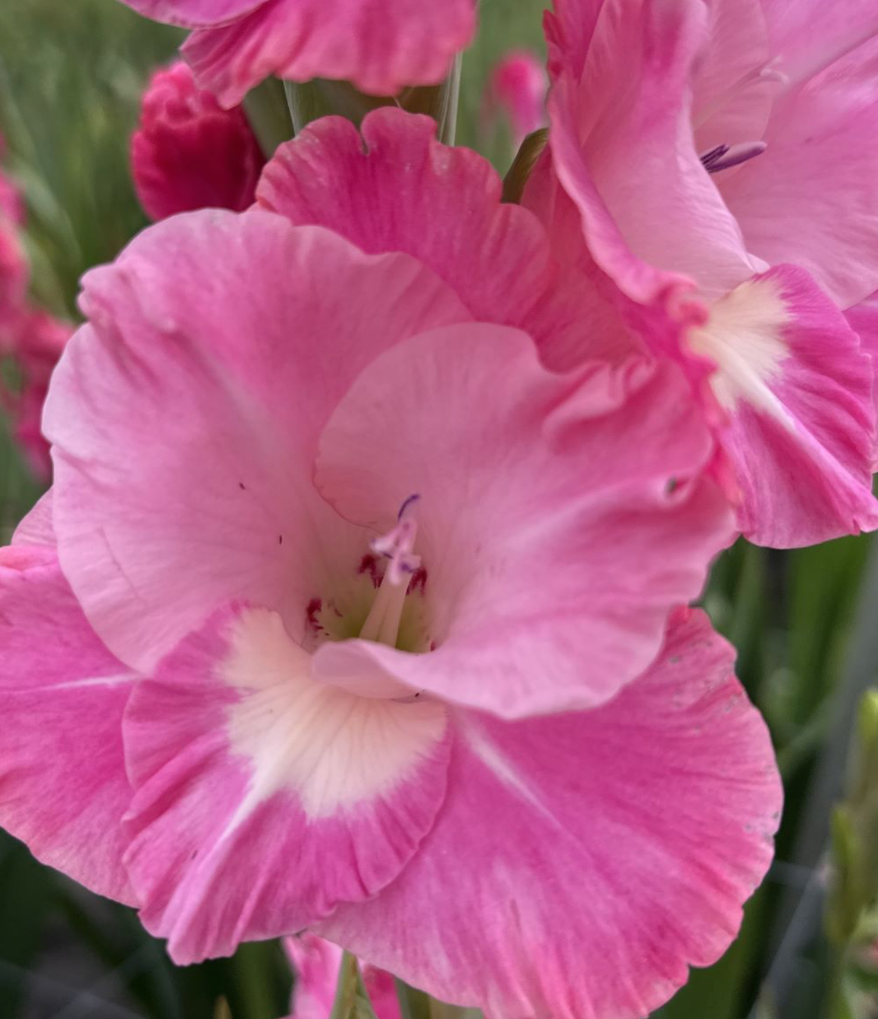 Gladiolus Pink Parrot