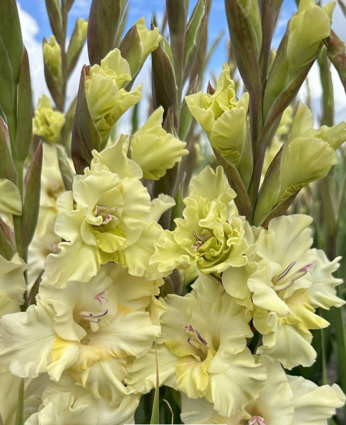 Gladiolus Sweet Crystal