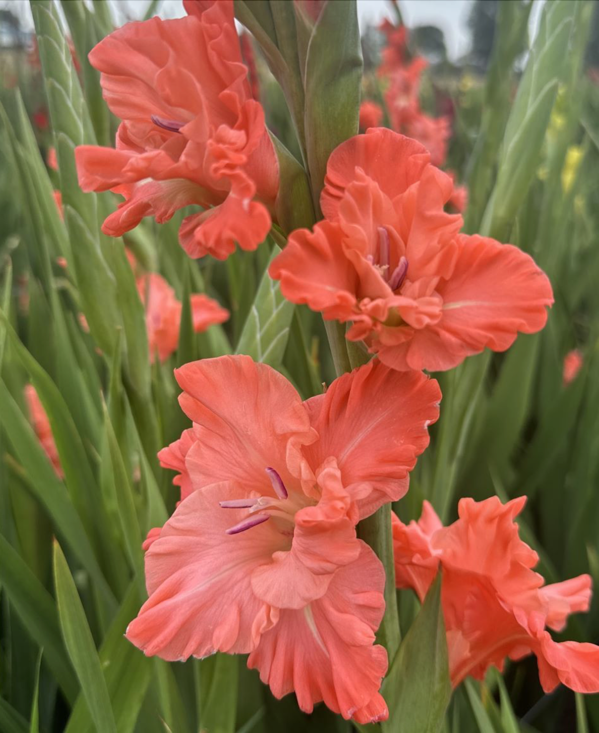 Gladiolus Ted's Frizzle