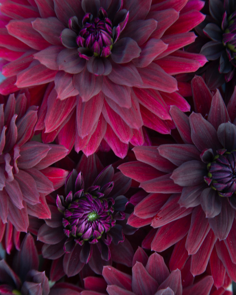 Hollyhill Black Magic